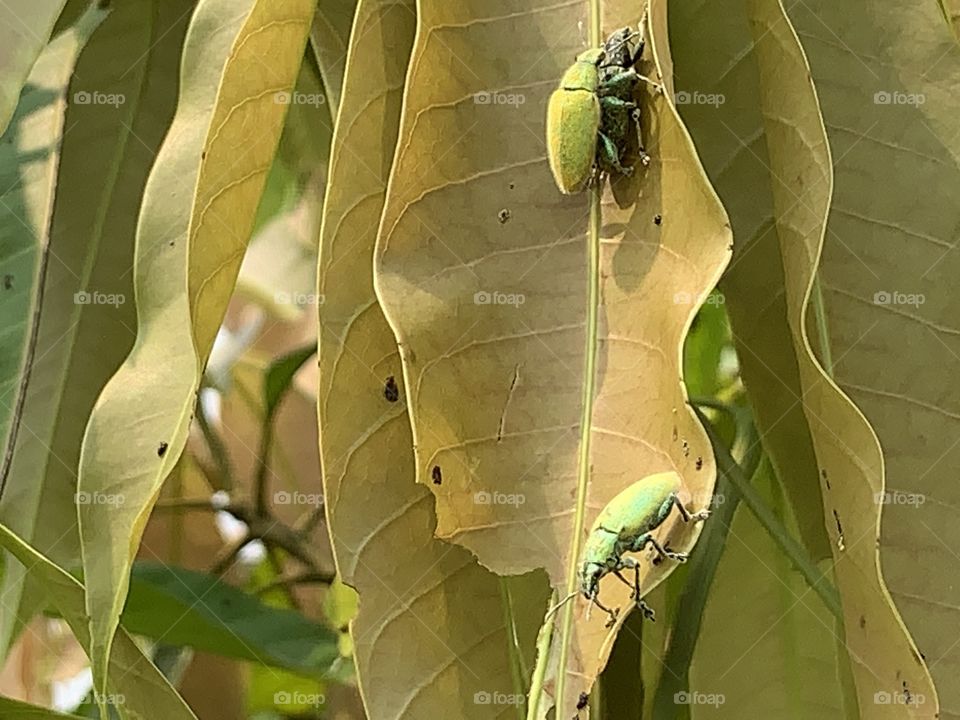 The signs of the Mating season, my garden (Thailand)