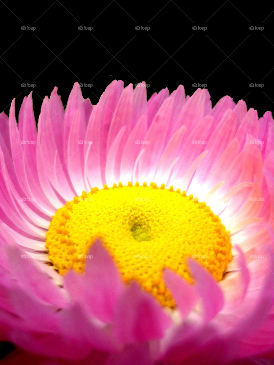 Purple and yellow flower on black background