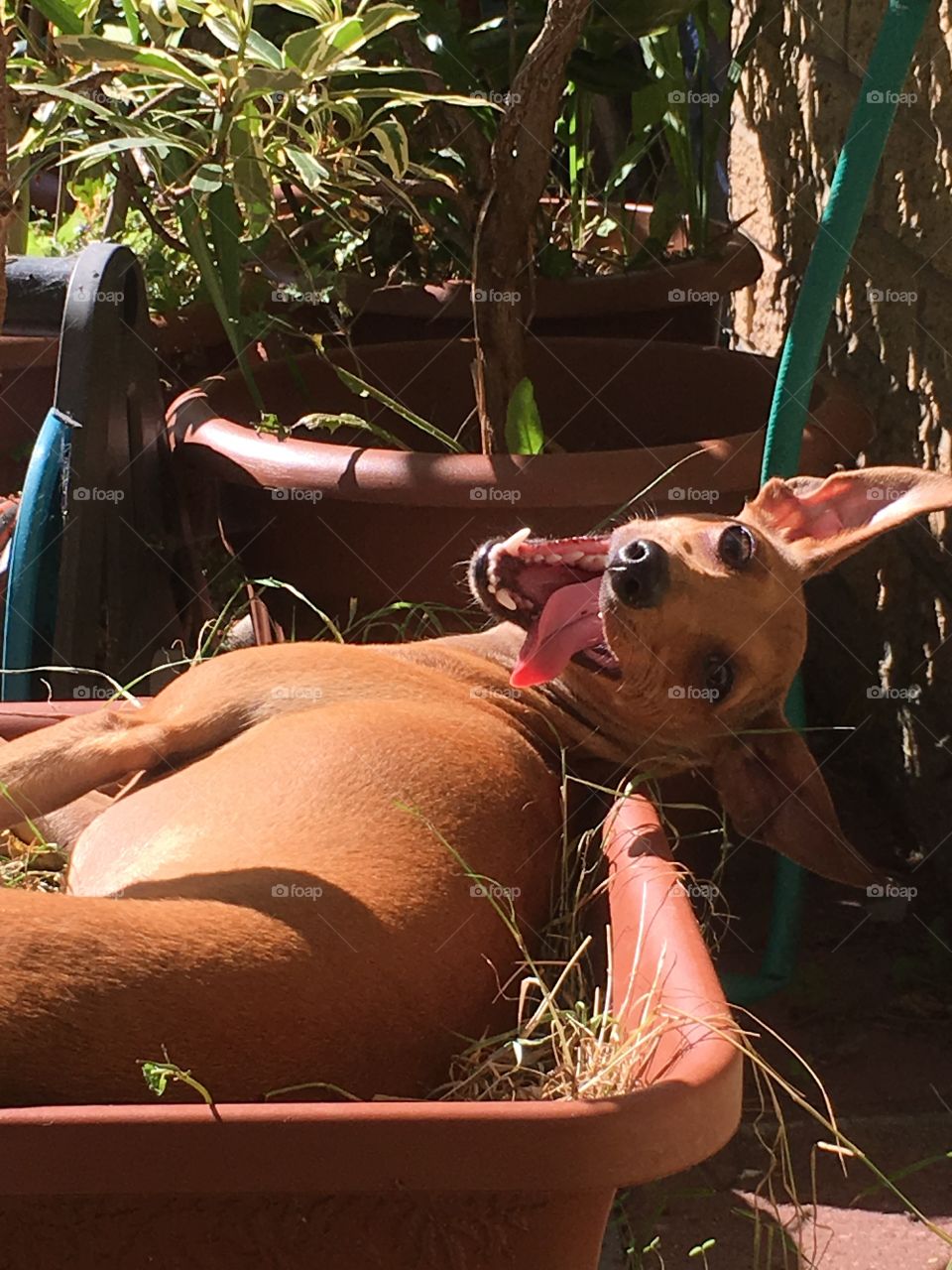 Amber the silly Italian greyhound puppy sat in a plantpot in the garden sunbathing