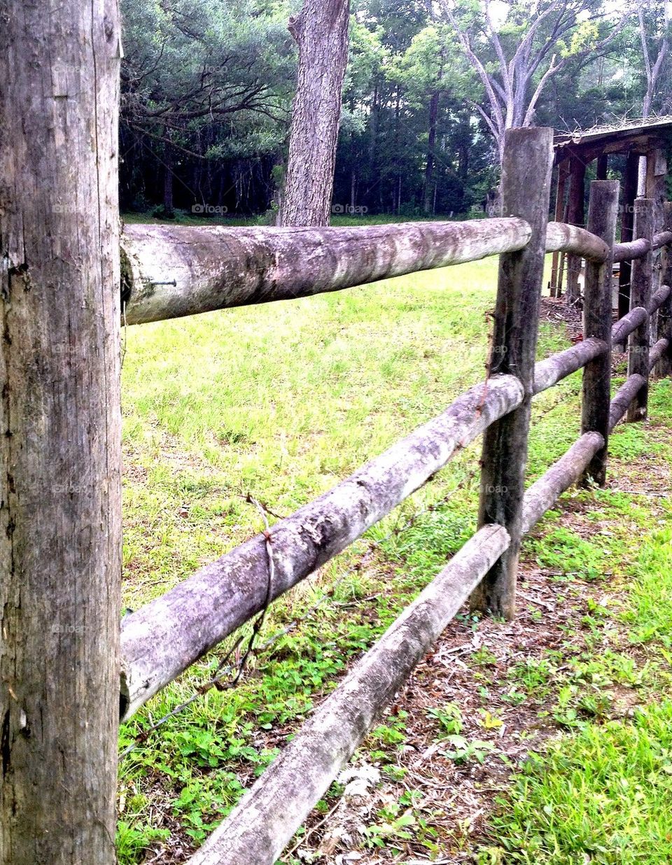 Fence row