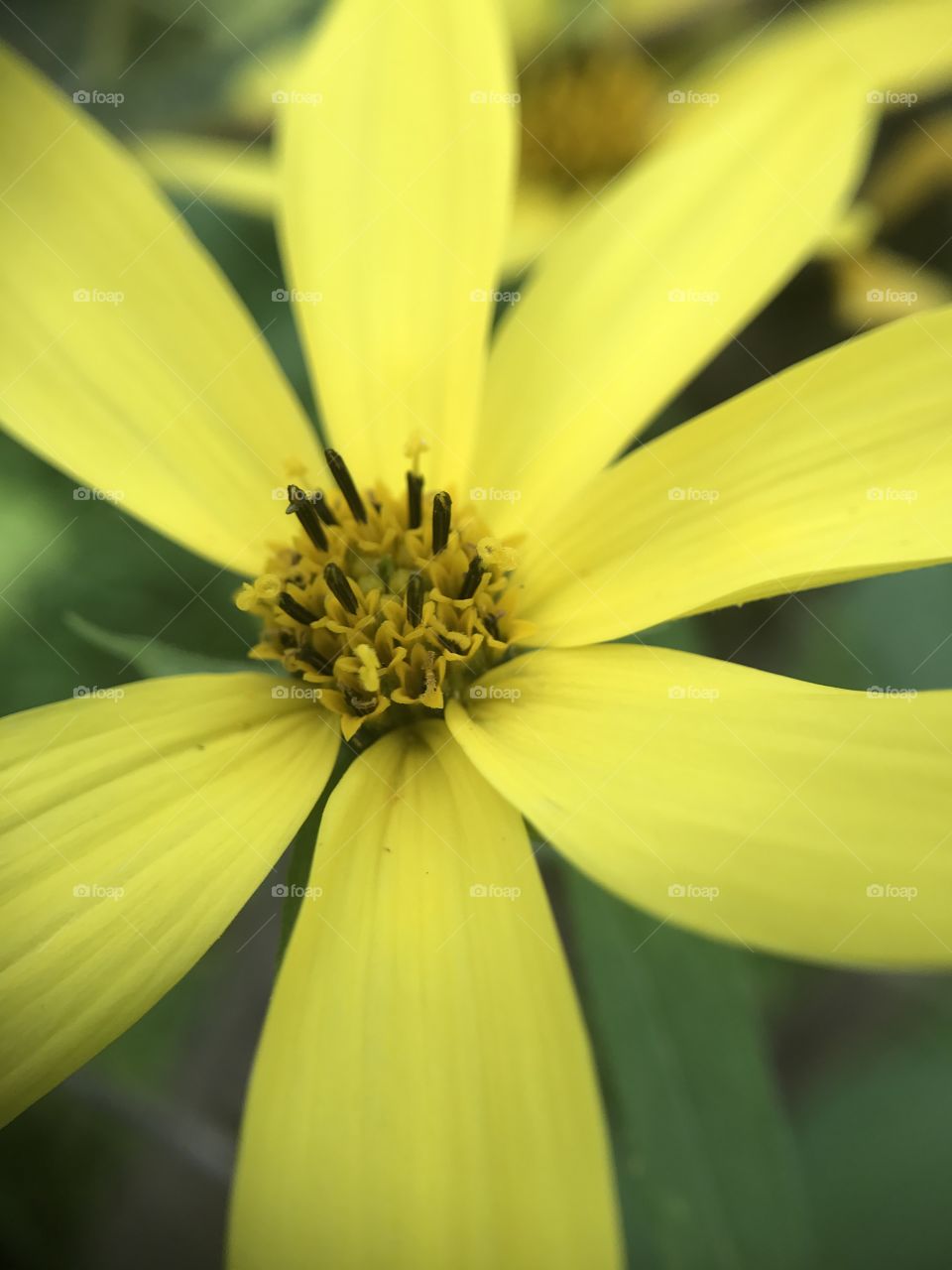 Yellow Asteraceae
