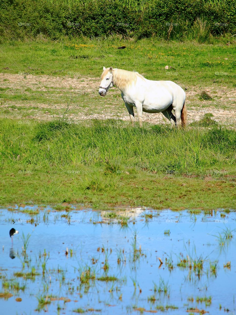 The Lake horse