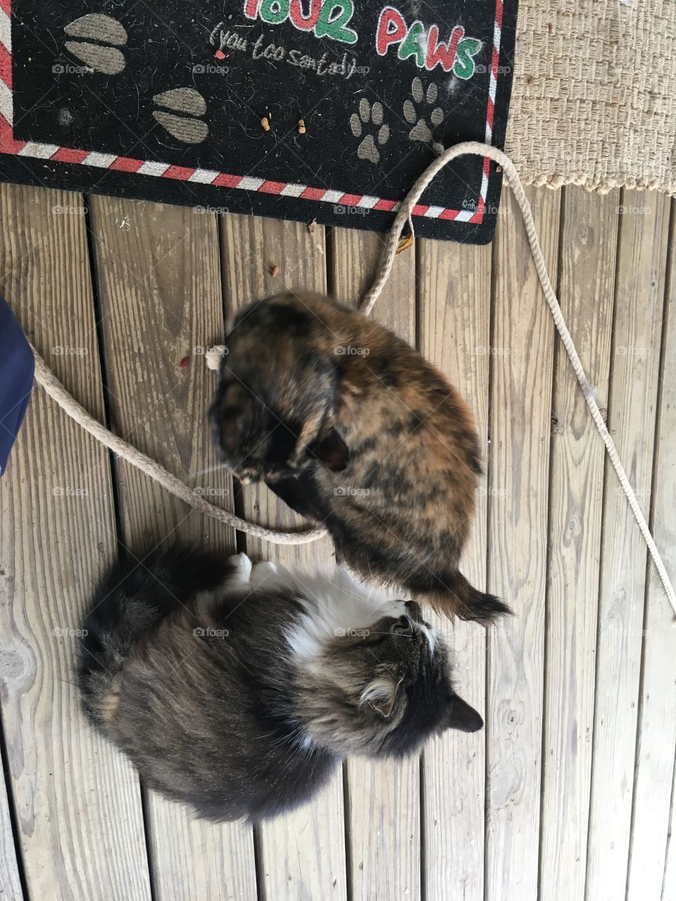 To of my kitty cats outside on the front porch meowing at me. Pretty girl and pretty Cali.