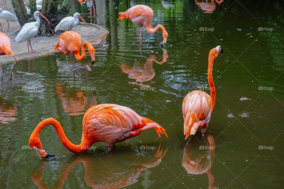 Flamingos 