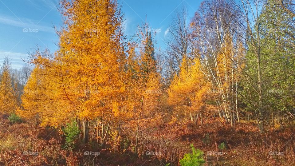 Autumn Tamarack trees