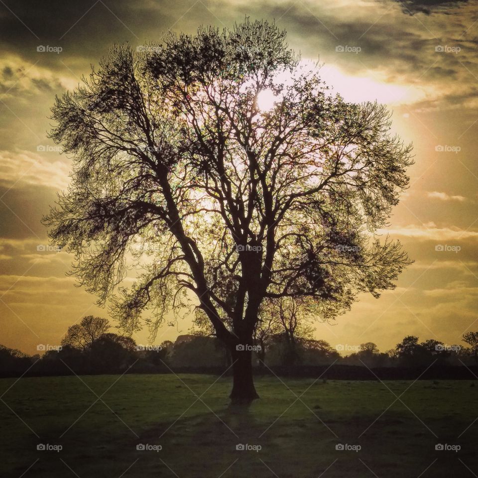 Tree at sunset