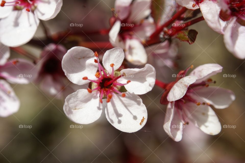 Close-up of peach blossom