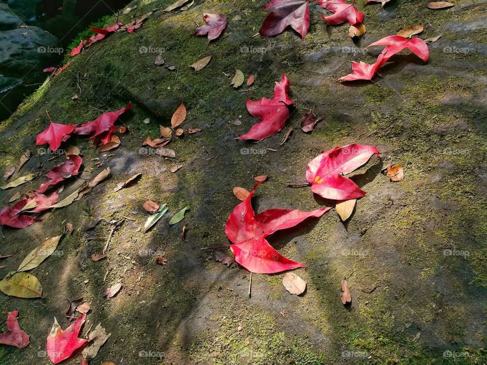 Maple leaves on mossy stone, Phukradueng, Thailand.