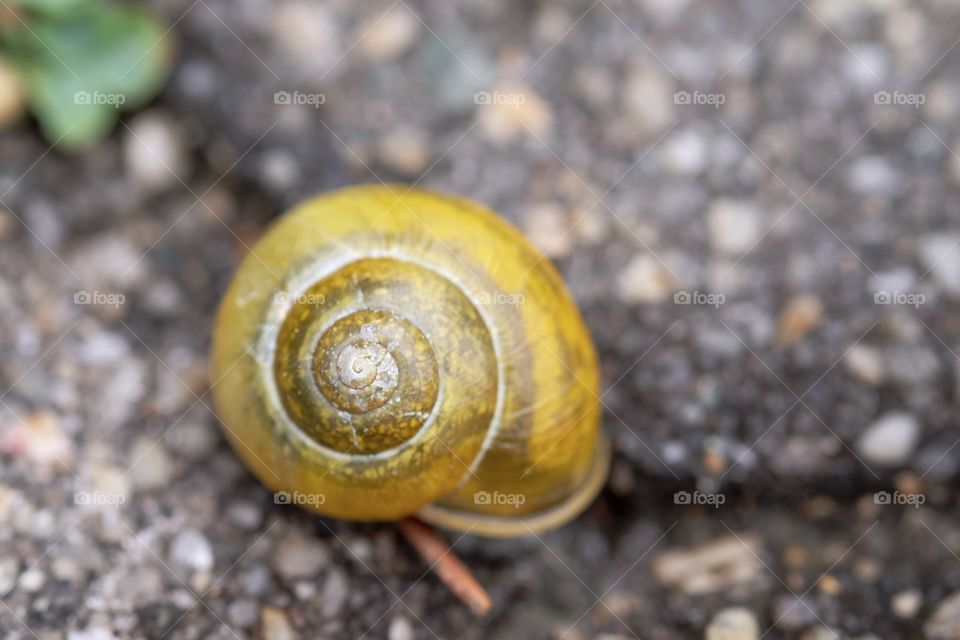 Brightly Colored Snail Shell, Snails After The Rain, Snails Trails, Shells Of Snails, Animal Photography 