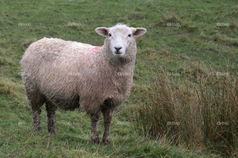 Romney Marsh Sheep