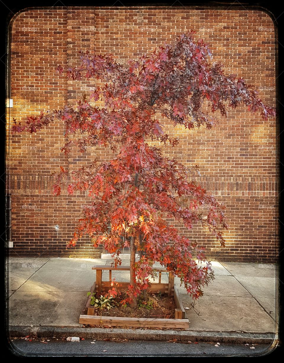 Red Maple in the city