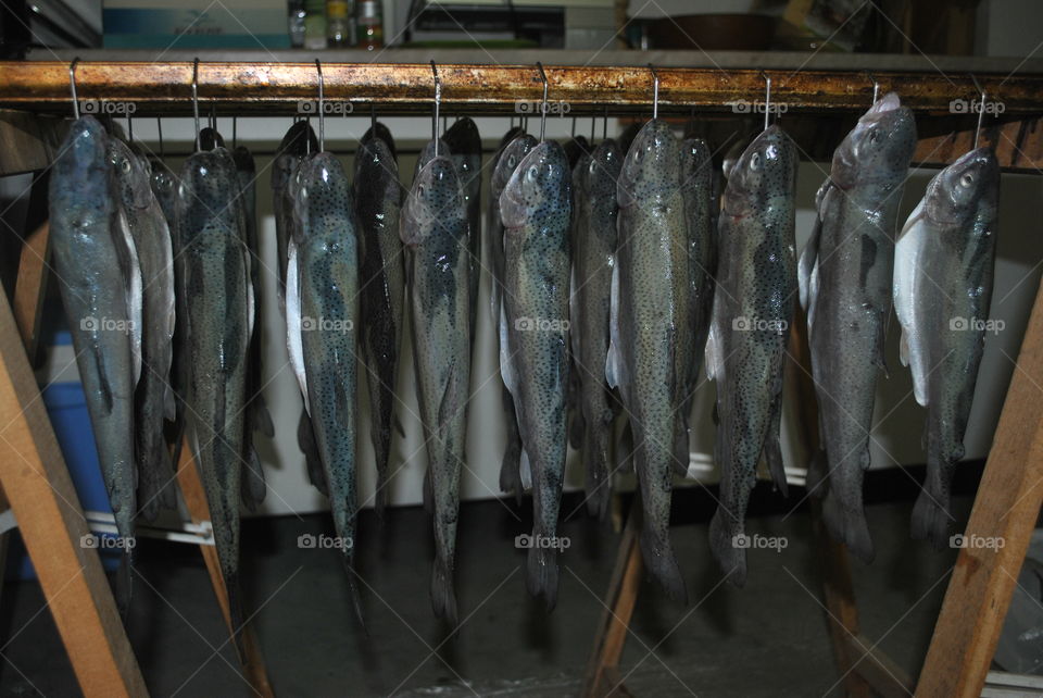 trouts hanged and preepared for smoking
