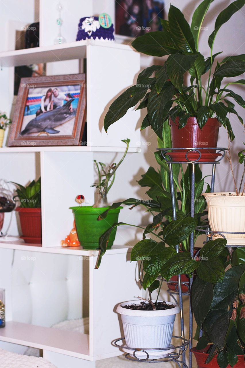 indoor flowers at home