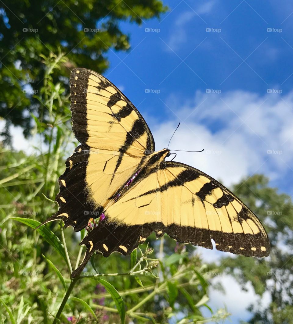 Butterfly and sky