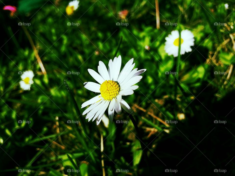 Spring Daisy