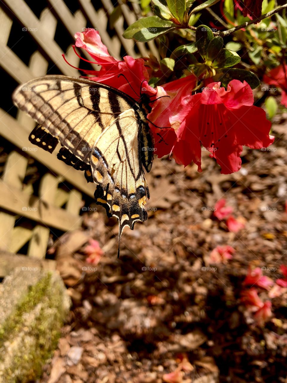 Closeup yellow and black butterfly on red azalea in sunshine 