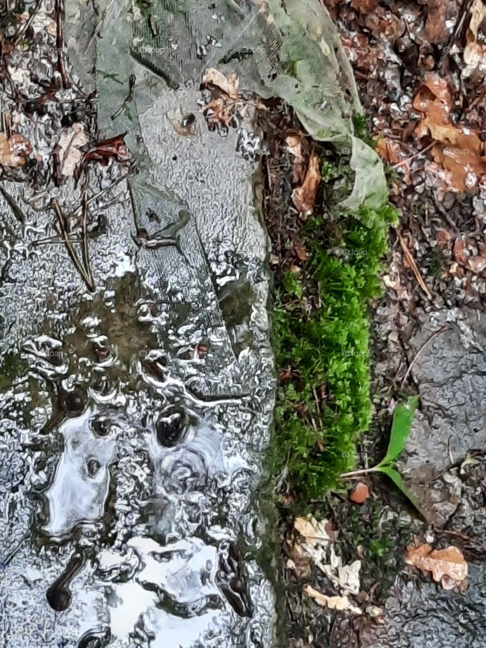 Silvery rainwater in the foot of forest