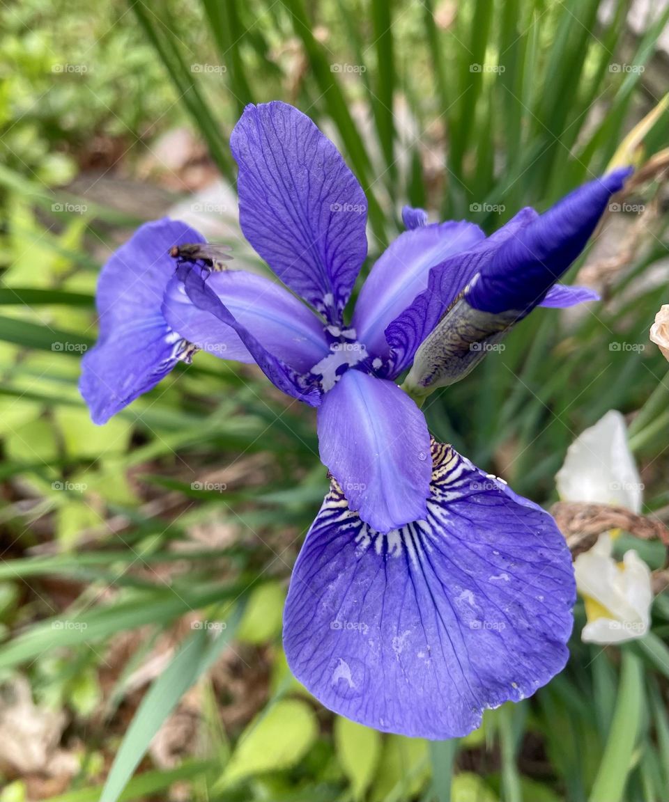 A single purple lily, its rich, velvety petals glistening with fresh water droplets, captured in the soft, golden light of the afternoon. The overall scene evokes a sense of calm and tranquility, as if capturing a quiet moment after a spring shower.