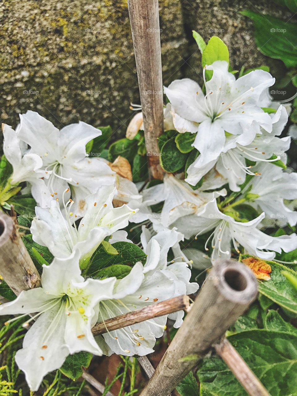 High angle view of white flowers