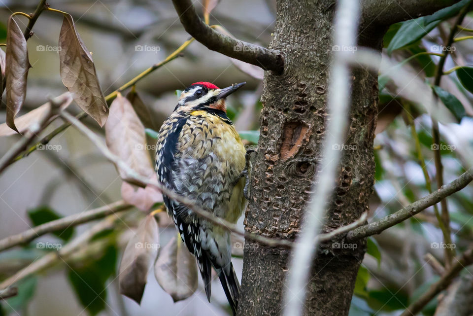 Woodpecker