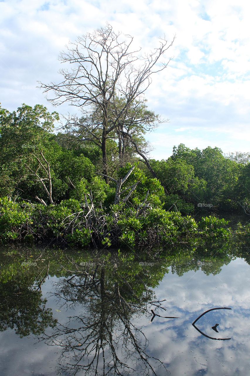 Mangroves at Tuna Bay, Port Moresby