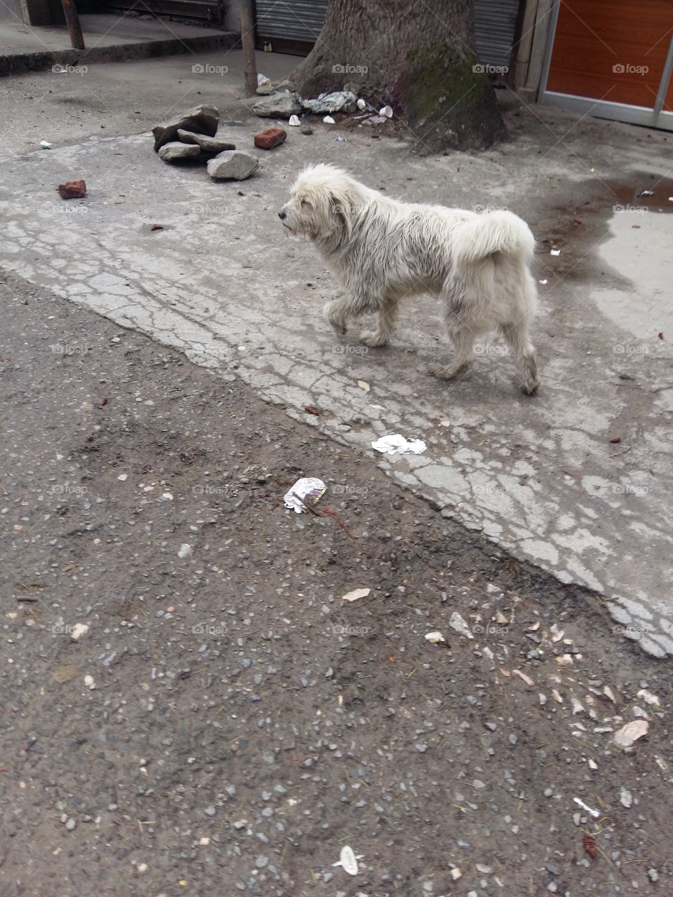Street dog of himachal.