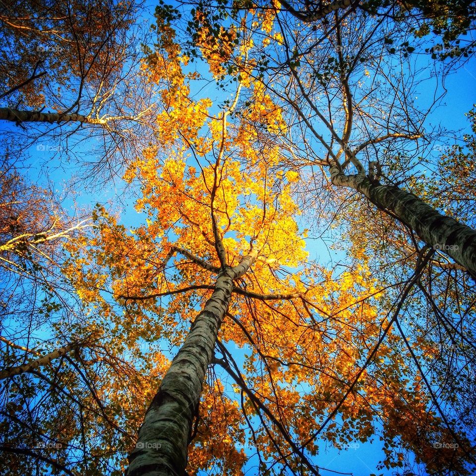 Low angle view of autumn trees