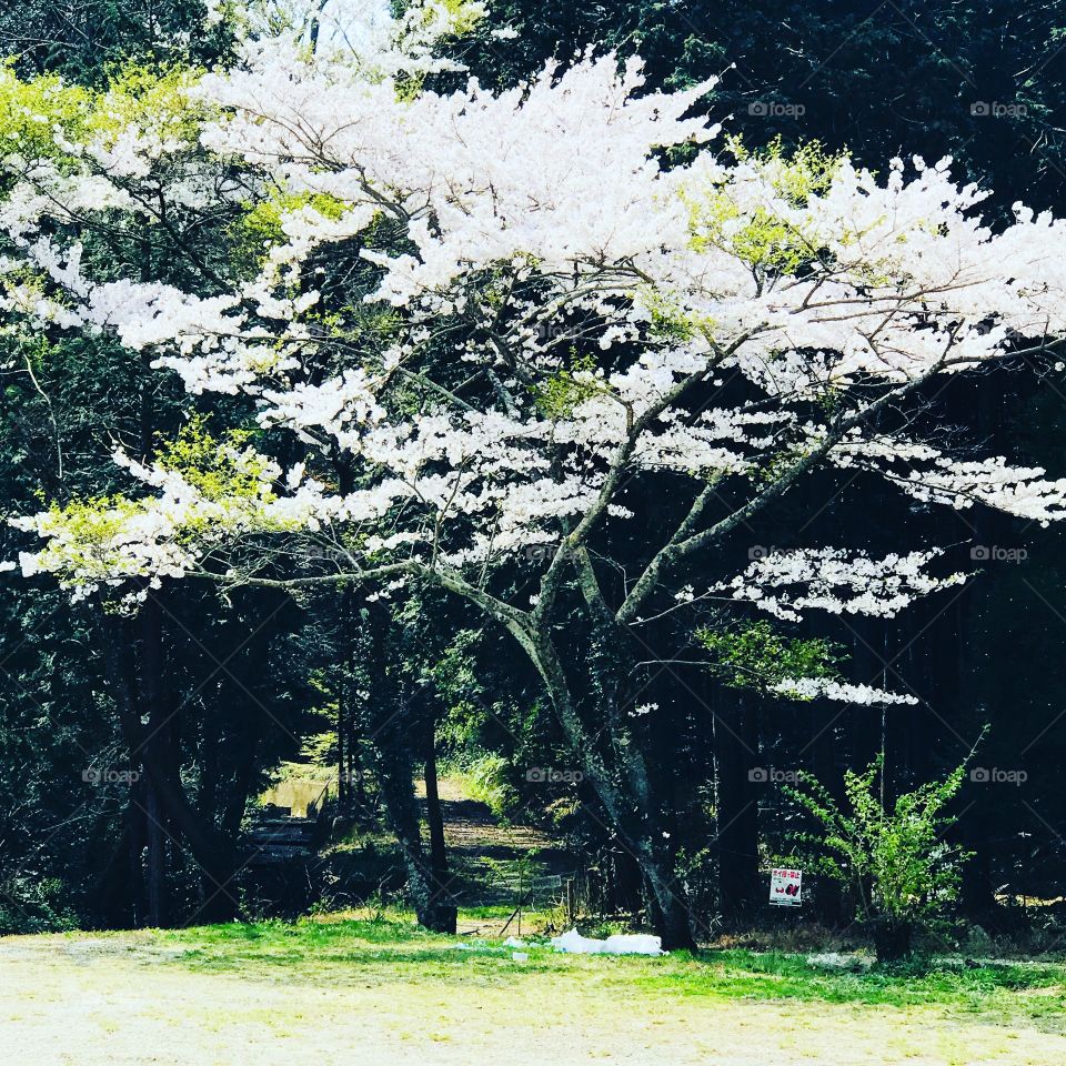 Sakura a árvore que simboliza a tradição japonesa a árvore que mostra a riqueza do Japão e diz que se uma folha cair em seu copo de chá quando estiver bebendo embaixo dela muita sorte lhe traz..