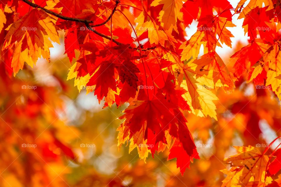 Colorful maple leaves