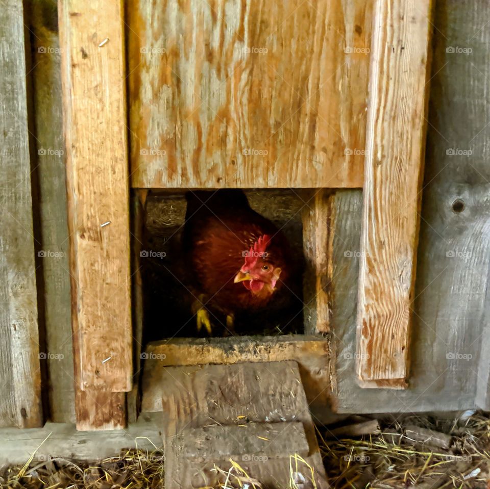 Chicken leaving its coop.