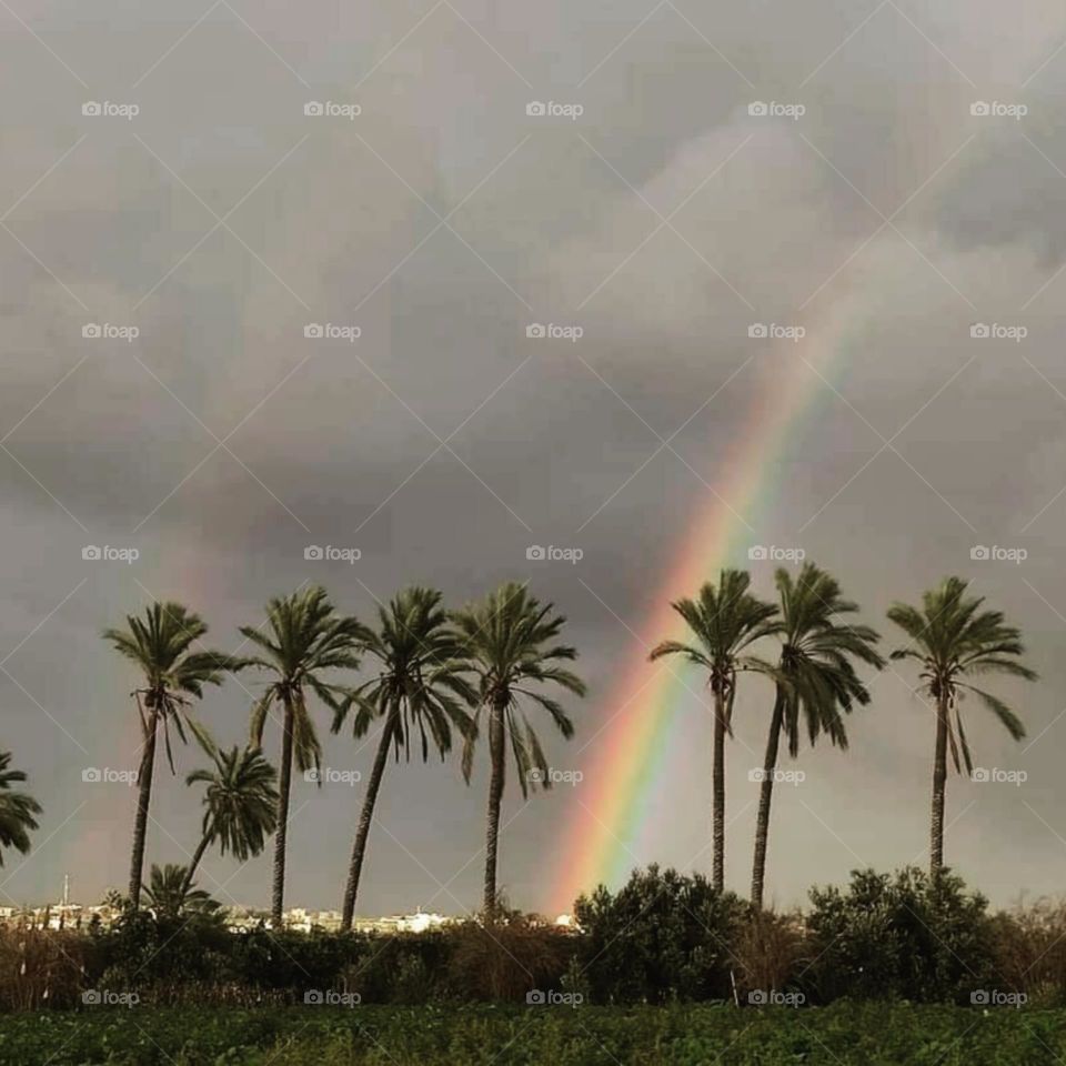 A scene of nature, palm trees, and a rainbow in the background, one of the most beautiful scenes that give psychological comfort