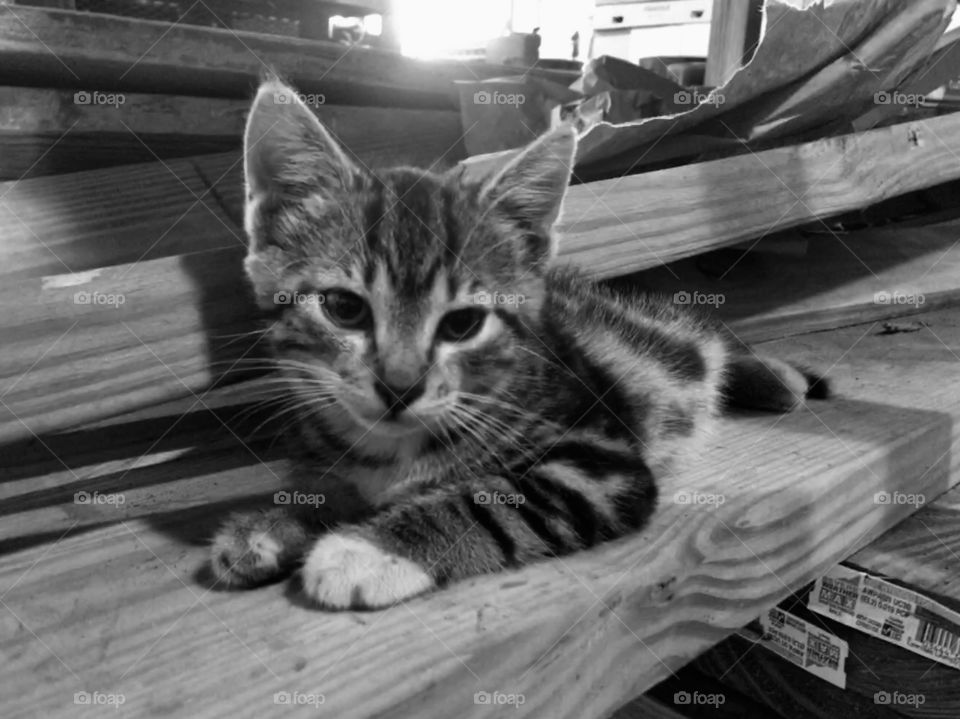 Beautiful little kitten being lazy in a pile of wood