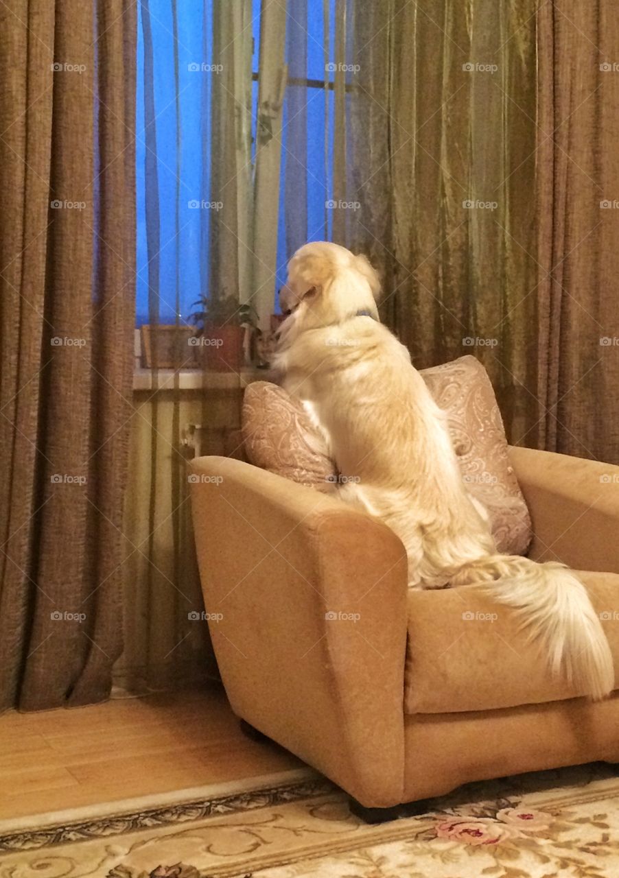 Evening meditation by the window. 