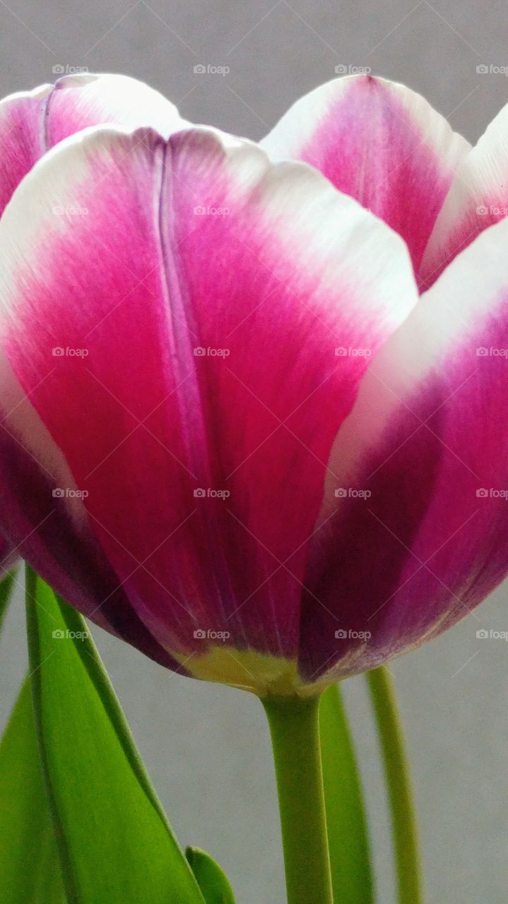 Close up of pink purple tulip