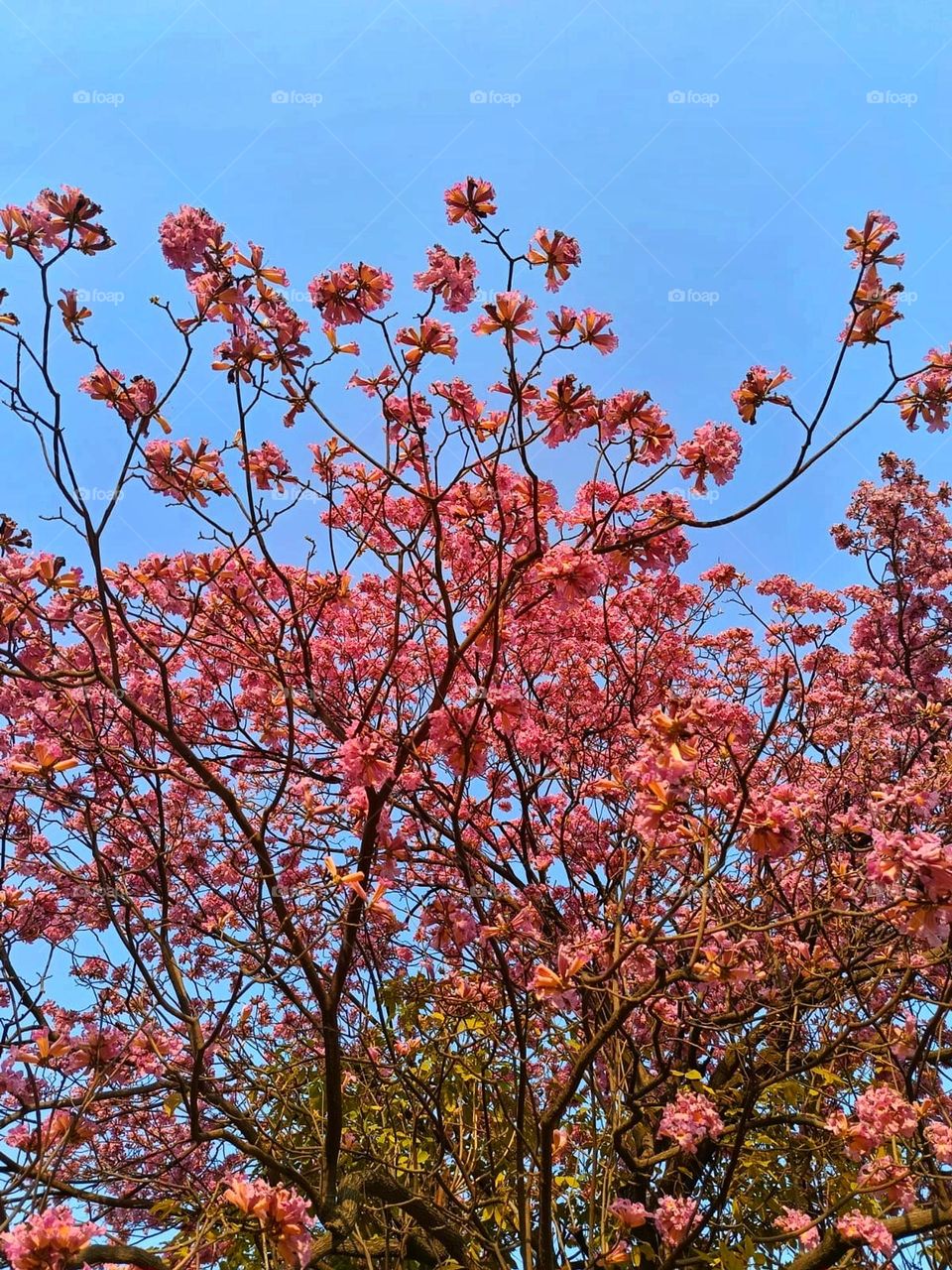 That tree standing tall in the middle of the field looks so majestic and serene. It's like a symbol of strength and tranquility in the vast openness of nature. 🌳✨
