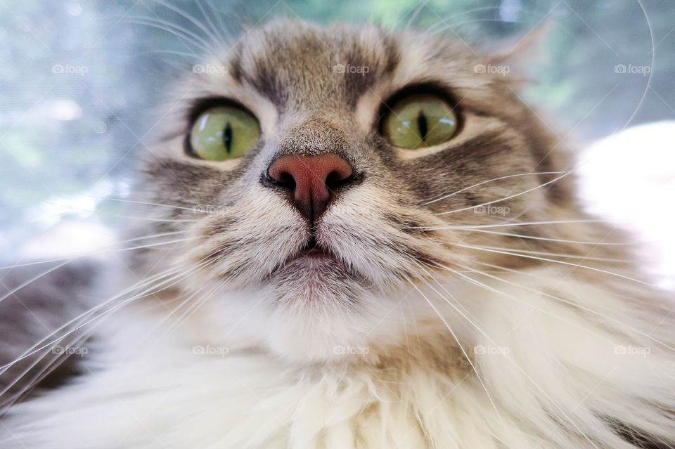 Surprised cat selfie