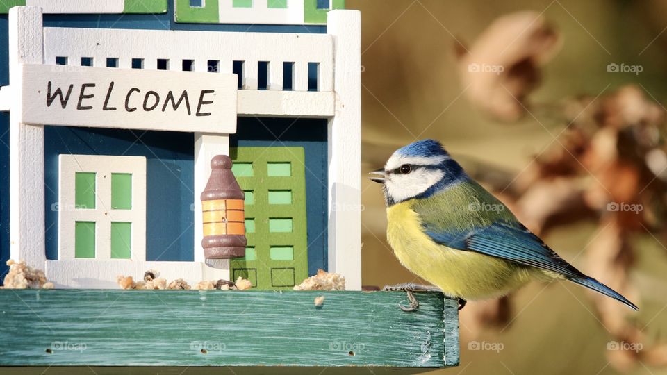 Blue Tit 