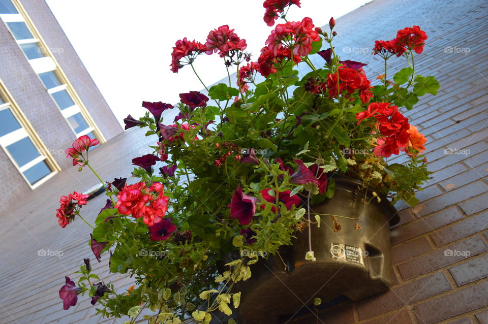 House plants in pots