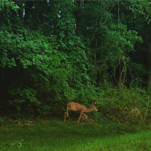 Deer in the trees