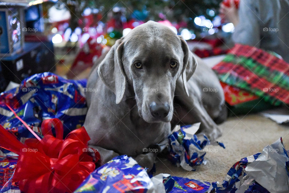 Weimaraner dog laying on Christmas wrapping paper in front of a Christmas tree