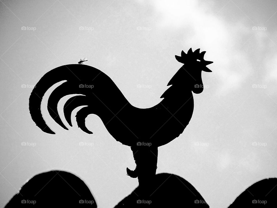 The beauty of black and white