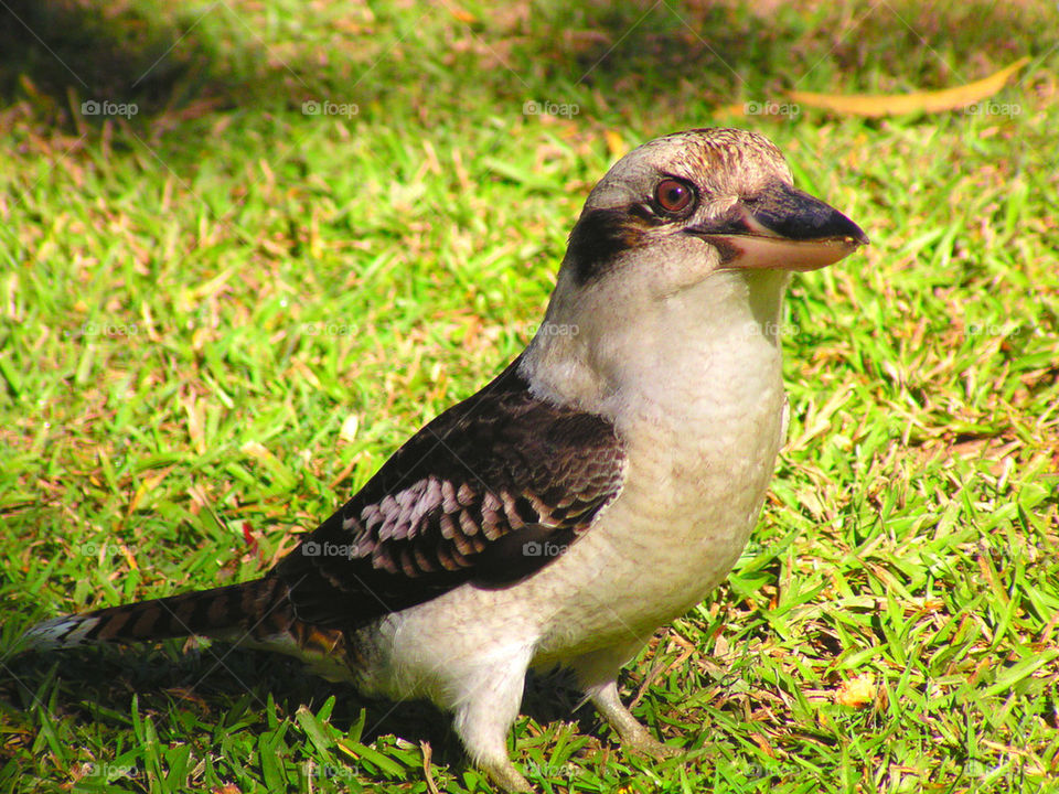Australian Kookaburra.