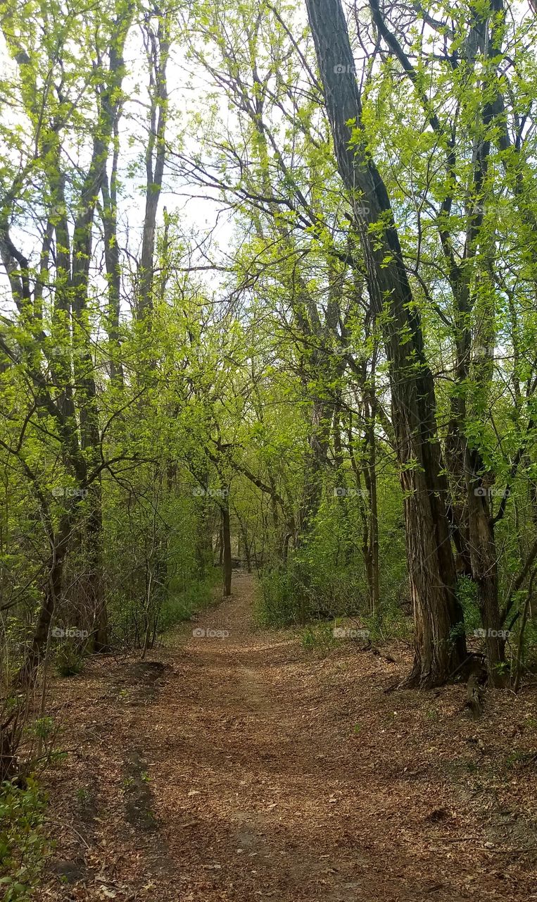 a dirt path going through a springtime forest
