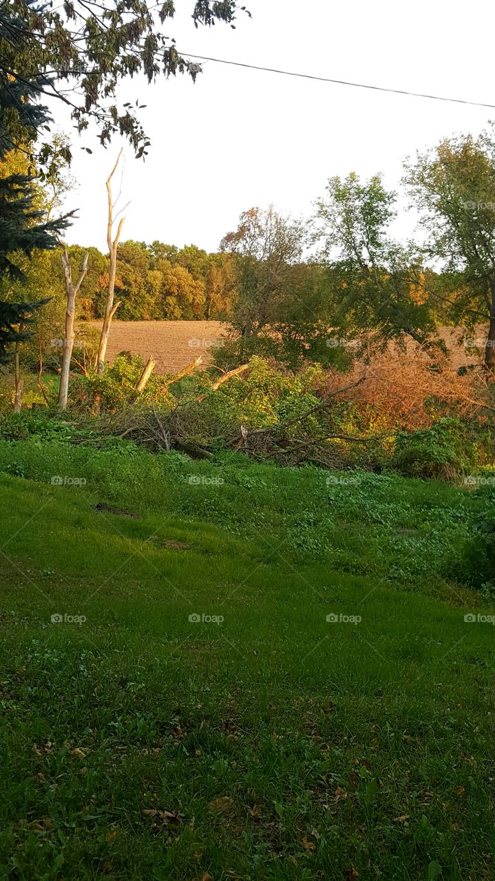 trees falling down with field in back
