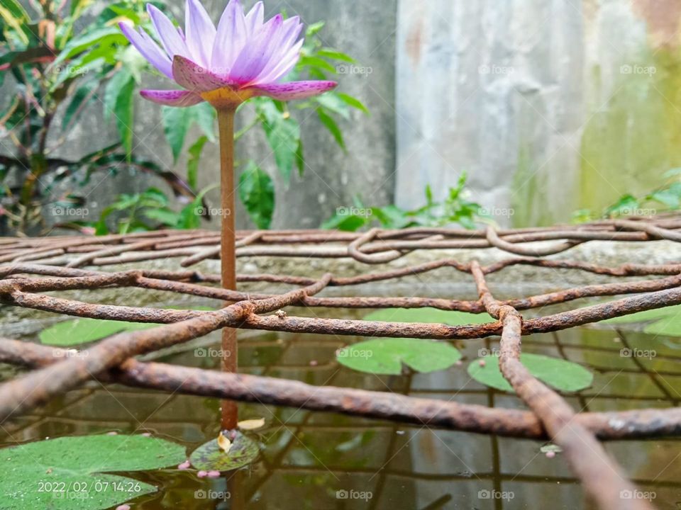 water lily flower blue, in pond beautiful bestone