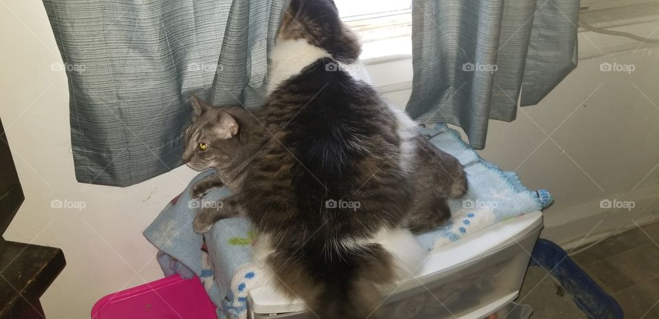 Biggie sitting on Mr. Meow