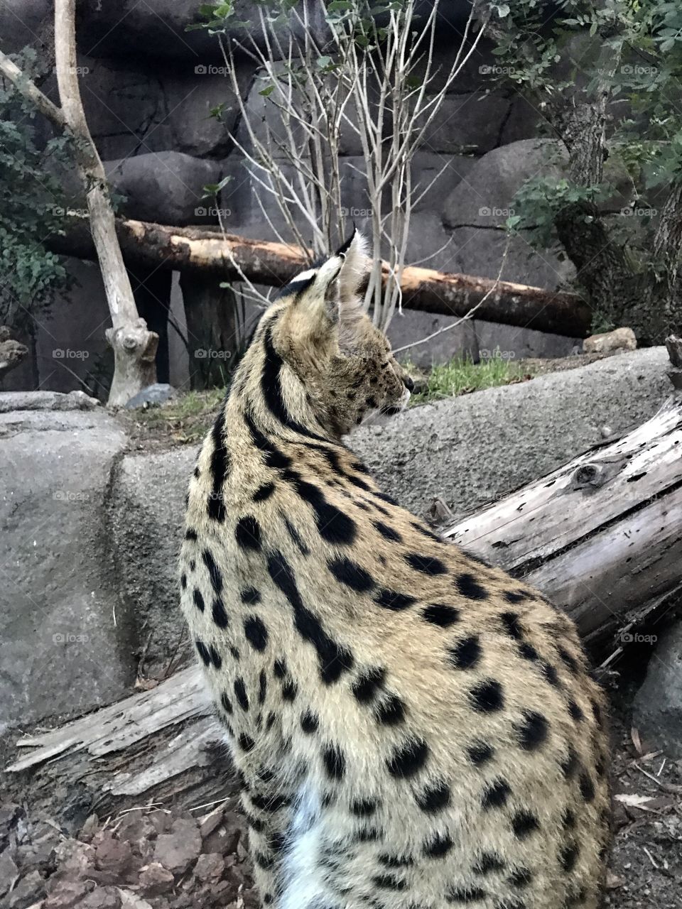 Serval