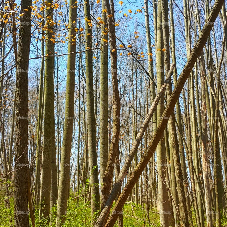 Walking in the woods 