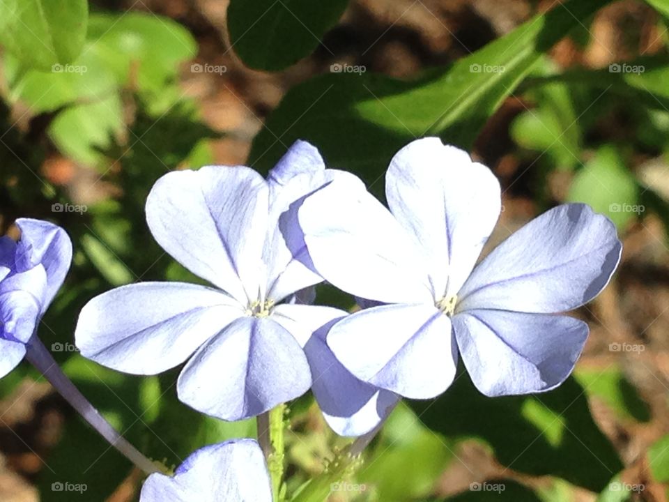 Plumbago petals