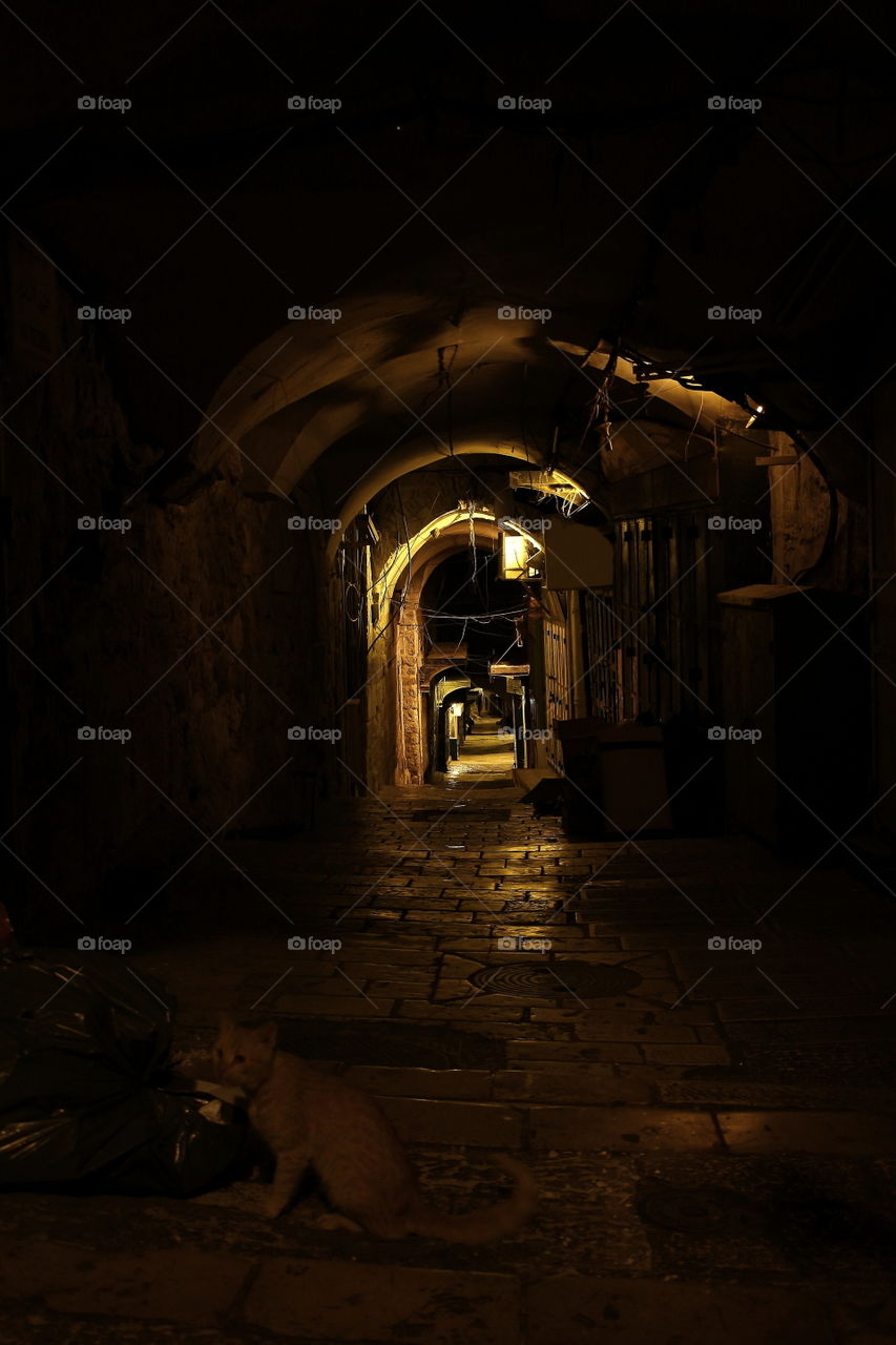 jerusalen at night. cat eating in the streets of jerusalem